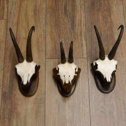 Gamsgeweihe 3 Stück Gamsen SL bis 22,6 cm Bock Gemse Geweihe auf Trophäenschildern