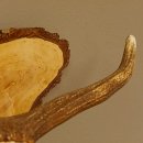 Klorollenhalter WC Rollenhalter Toilettenpapierhalter Hirschstange Hirsch Birkeschild 100.4.7