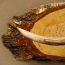 Klorollenhalter WC Rollenhalter Toilettenpapierhalter Hirschstange Hirsch Birkeschild 100.4.8