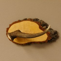 Klorollenhalter WC Rollenhalter Toilettenpapierhalter Hirschstange Hirsch Birkeschild 100.4.9