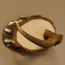 Klorollenhalter WC Rollenhalter Toilettenpapierhalter Hirschstange Hirsch Birkeschild 100.4.11