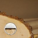 Klorollenhalter WC Rollenhalter Toilettenpapierhalter Hirschstange Hirsch Birkeschild 100.4.13