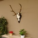 Rothirschgeweih 6 ender Hirsch Höhe 71 cm...