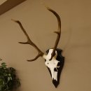 Rothirschgeweih 6 ender Hirsch Höhe 71 cm Hirschgeweih Geweih Trophäenschild 70.1026