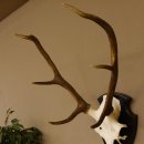 Rothirschgeweih 6 ender Hirsch Höhe 71 cm Hirschgeweih Geweih Trophäenschild 70.1026