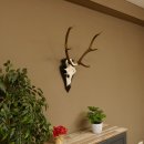 Rothirschgeweih 6 ender Hirsch Höhe 71 cm Hirschgeweih Geweih Trophäenschild 70.1026