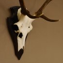 Rothirschgeweih 6 ender Hirsch Höhe 71 cm Hirschgeweih Geweih Trophäenschild 70.1026