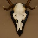 Rothirschgeweih 6 ender Hirsch Höhe 71 cm Hirschgeweih Geweih Trophäenschild 70.1026