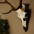 Rothirschgeweih 6 ender Hirsch Höhe 71 cm Hirschgeweih Geweih Trophäenschild 70.1026