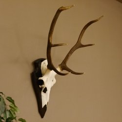 Rothirschgeweih 6 ender Hirsch Höhe 71 cm Hirschgeweih Geweih Trophäenschild 70.1026