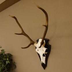 Rothirschgeweih 6 ender Hirsch Höhe 71 cm Hirschgeweih Geweih Trophäenschild 70.1026