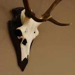 Rothirschgeweih 6 ender Hirsch Höhe 71 cm Hirschgeweih Geweih Trophäenschild 70.1026