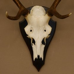 Rothirschgeweih 6 ender Hirsch Höhe 71 cm Hirschgeweih Geweih Trophäenschild 70.1026