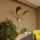 Damhirsch Geweih Höhe 68 cm Dam Hirsch Hirschgeweih...