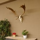 Damhirsch Geweih Höhe 68 cm Dam Hirsch Hirschgeweih 72.537