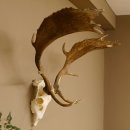 Damhirsch Geweih Höhe 68 cm Dam Hirsch Hirschgeweih...