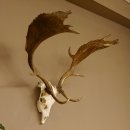 Damhirsch Geweih Höhe 68 cm Dam Hirsch Hirschgeweih 72.537