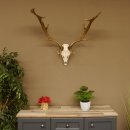 Damhirsch Geweih Höhe 68 cm Dam Hirsch Hirschgeweih 72.537