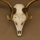 Damhirsch Geweih Höhe 68 cm Dam Hirsch Hirschgeweih 72.537