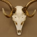 Damhirsch Geweih Höhe 68 cm Dam Hirsch Hirschgeweih 72.537