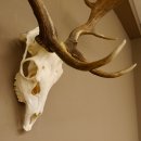 Damhirsch Geweih Höhe 68 cm Dam Hirsch Hirschgeweih 72.537