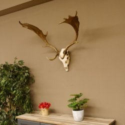 Damhirsch Geweih Höhe 68 cm Dam Hirsch Hirschgeweih 72.537