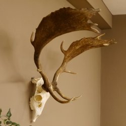 Damhirsch Geweih Höhe 68 cm Dam Hirsch Hirschgeweih 72.537