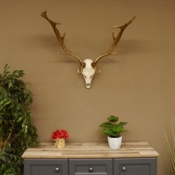 Damhirsch Geweih Höhe 68 cm Dam Hirsch Hirschgeweih 72.537