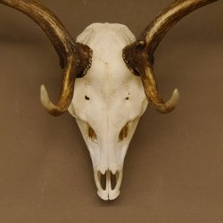 Damhirsch Geweih Höhe 68 cm Dam Hirsch Hirschgeweih 72.537