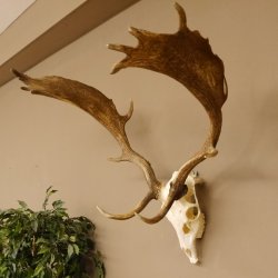 Damhirsch Geweih Höhe 68 cm Dam Hirsch Hirschgeweih 72.537