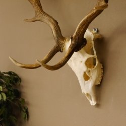 Damhirsch Geweih Höhe 68 cm Dam Hirsch Hirschgeweih 72.537