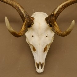 Damhirsch Geweih Höhe 68 cm Dam Hirsch Hirschgeweih 72.537