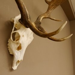 Damhirsch Geweih Höhe 68 cm Dam Hirsch Hirschgeweih 72.537