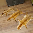 Fuchsfelle 3 Stück Fuchs Felle ohne Schwanz...