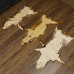 Fuchsfelle 3 Stück Fuchs Felle ohne Schwanz Länge ca. 93 cm Vorleger präpariert Deko