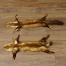 Marderfell Marder Fell 2 er Set Steinmarder Tier Vorleger