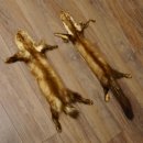 Marderfell Marder Fell 2 er Set Steinmarder Tier Vorleger