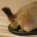 Murmeltier Präparat Höhe 50 cm auf Holz mit Dekostein Trophäe Murmel 89.12.72