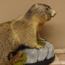 Murmeltier Präparat Höhe 50 cm auf Holz mit Dekostein Trophäe Murmel 89.12.72