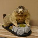 Murmeltier Präparat Höhe 50 cm auf Holz mit Dekostein Trophäe Murmel 89.12.72