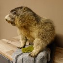 Murmeltier Präparat Höhe 50 cm auf Holz mit Dekostein Trophäe Murmel 89.12.72