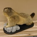Murmeltier Präparat Höhe 50 cm auf Holz mit Dekostein Trophäe Murmel 89.12.72