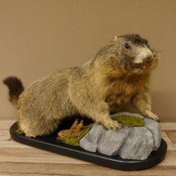 Murmeltier Präparat Höhe 50 cm auf Holz mit Dekostein Trophäe Murmel 89.12.72