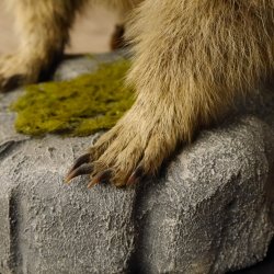 Murmeltier Präparat Höhe 50 cm auf Holz mit Dekostein Trophäe Murmel 89.12.72