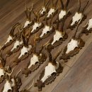 Rehgeweihe 20 Stück Rehböcke Reh Bock Geweihe...