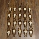 Rehgeweihe 20 Stück Rehböcke Reh Bock Geweihe...