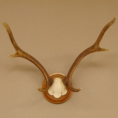 Red deer antlers, small antlers on artificial skull, 6-pointer, deer, H 46 cm, deer antlers, shield