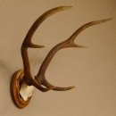 Red deer antlers, small antlers on artificial skull, 6-pointer, deer, H 46 cm, deer antlers, shield