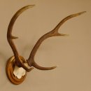 Red deer antlers, small antlers on artificial skull, 6-pointer, deer, H 46 cm, deer antlers, shield