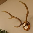 Red deer antlers, small antlers on artificial skull, 6-pointer, deer, H 46 cm, deer antlers, shield